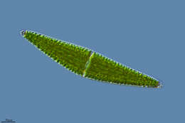 Image of Closterium lunula