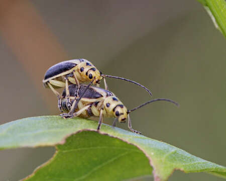 Image of Groundselbush Beetle