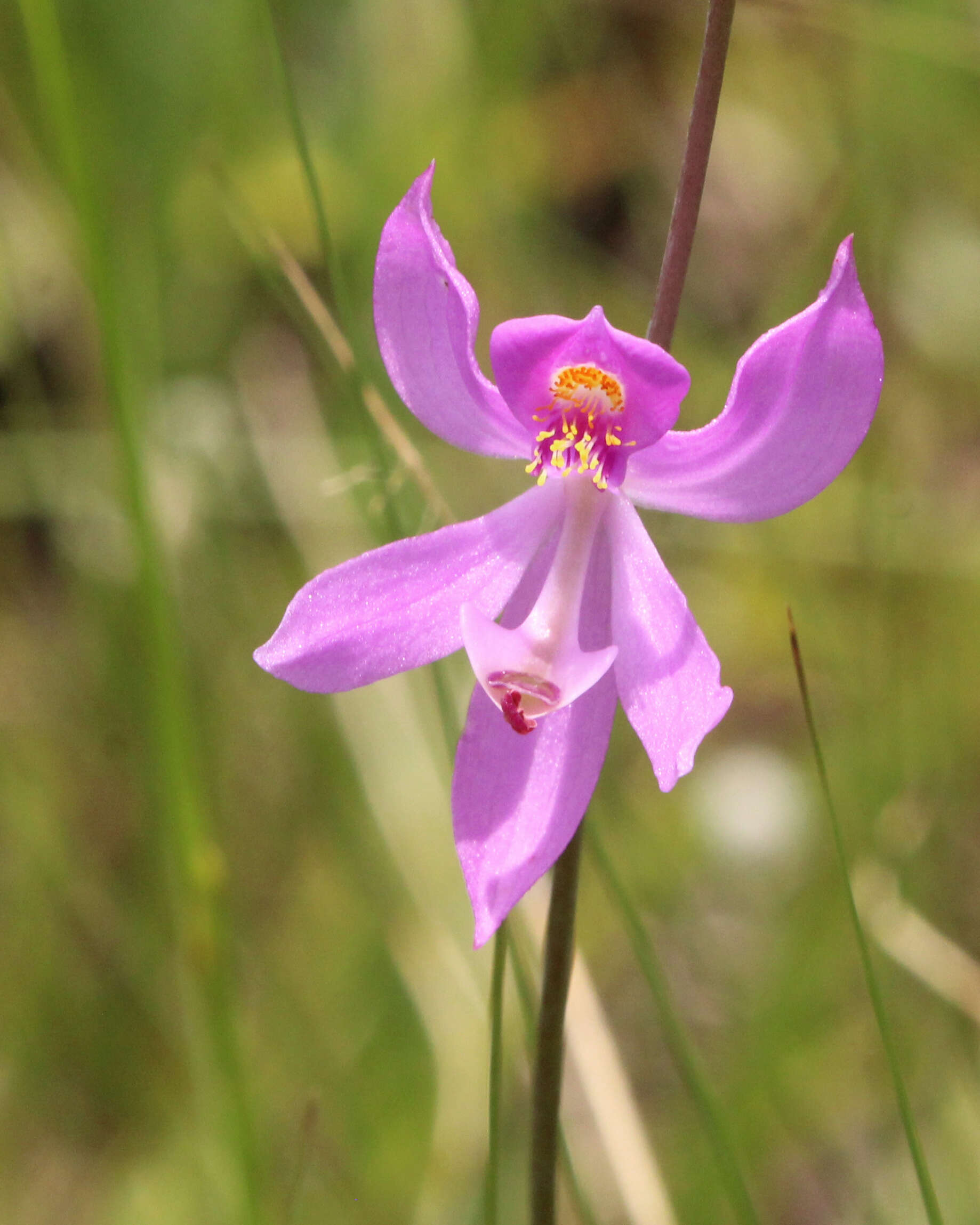 Calopogon pallidus Chapm.的圖片