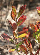 Image of dwarf huckleberry