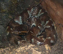 Image of Bothrocophias hyoprora (Amaral 1935)