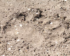 Image of American Black Bear