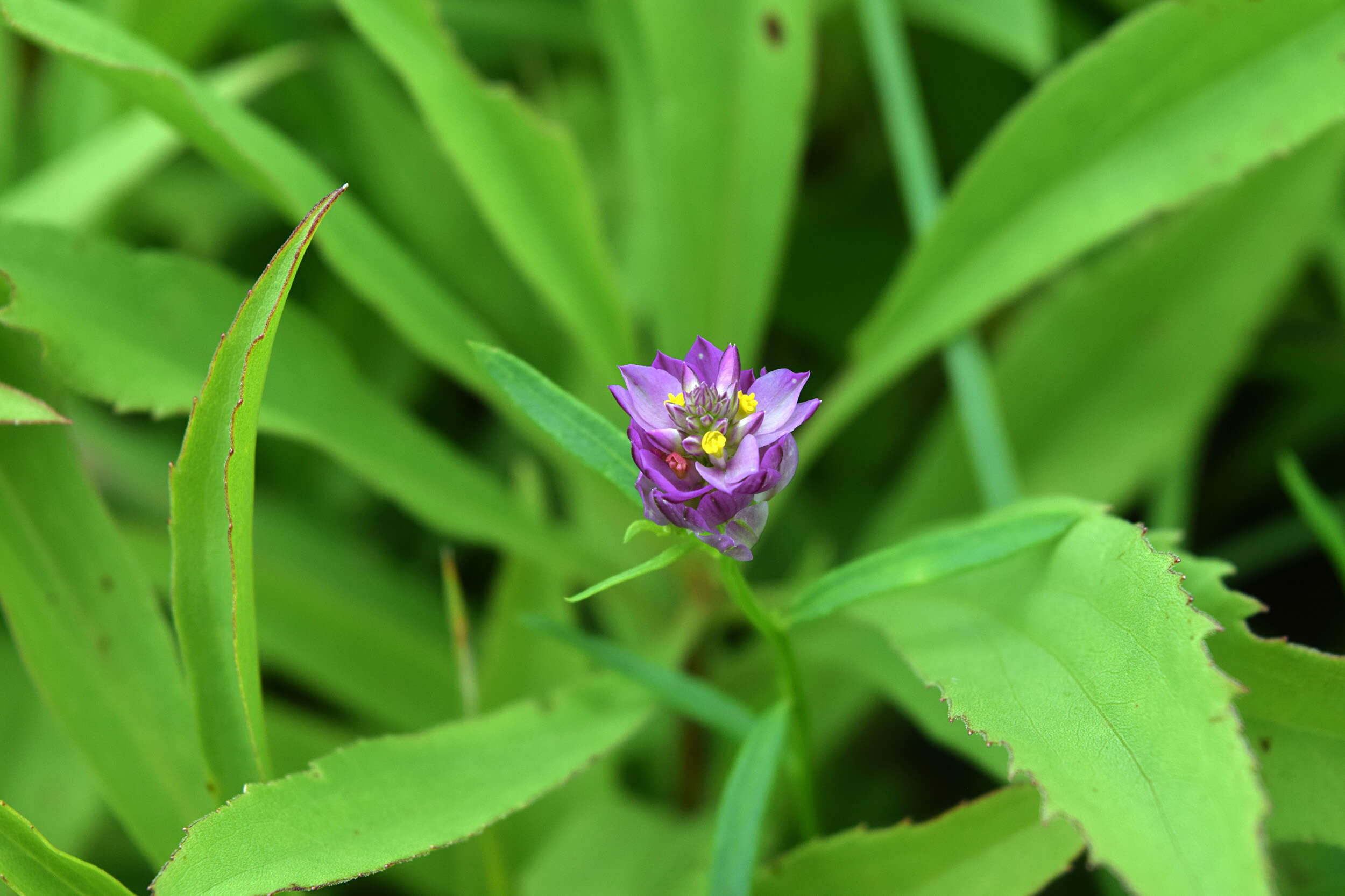 Image of blood milkwort