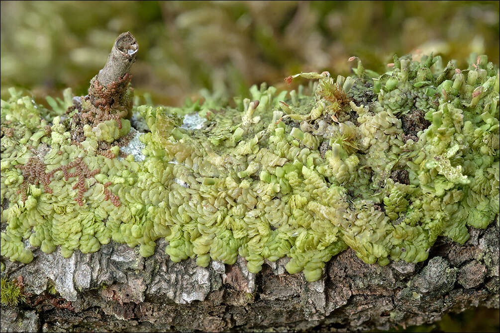 Image of Radula complanata (L.) Dumort.