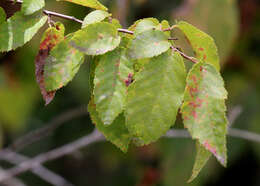 Image of American hornbeam