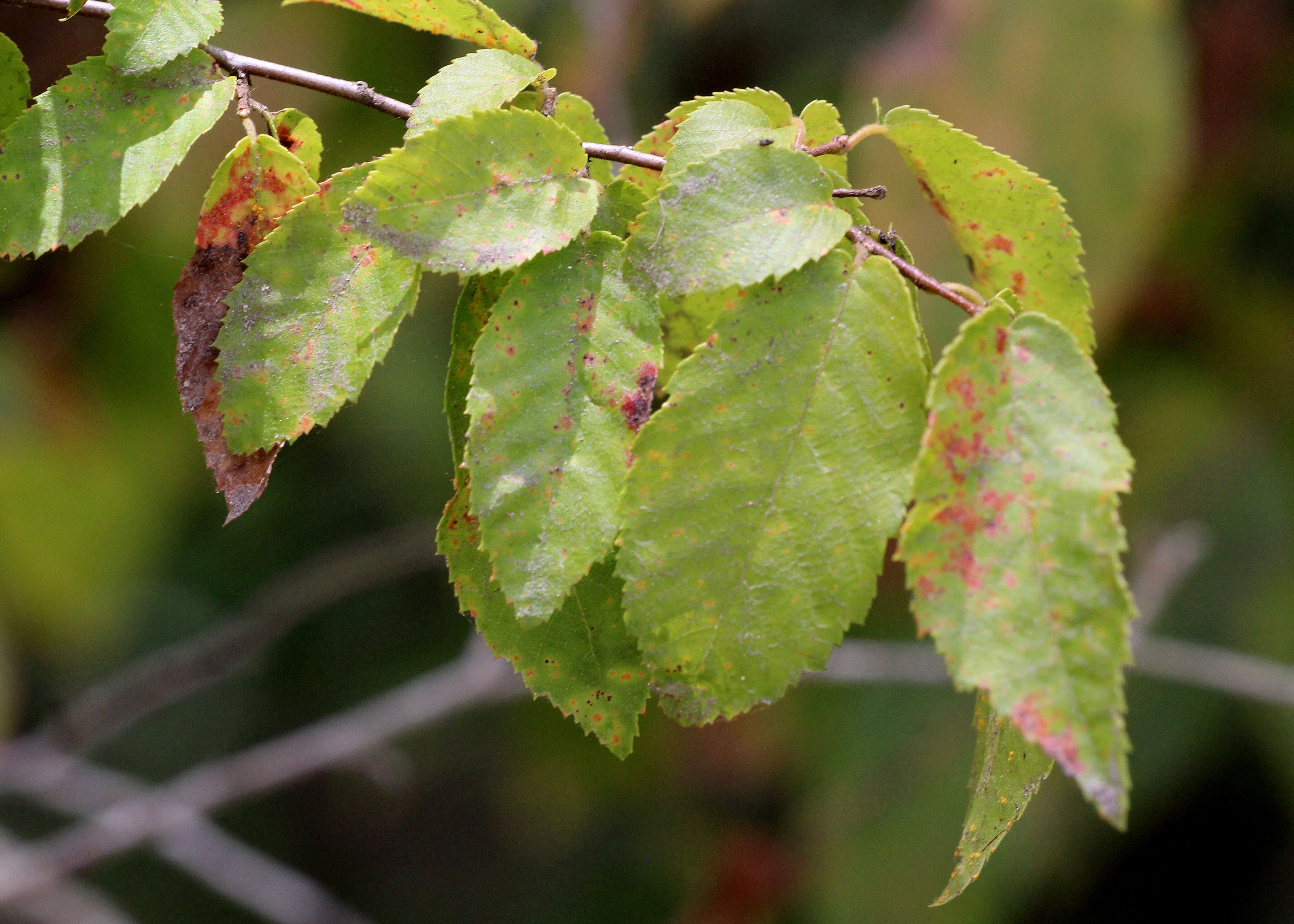 Image of American hornbeam