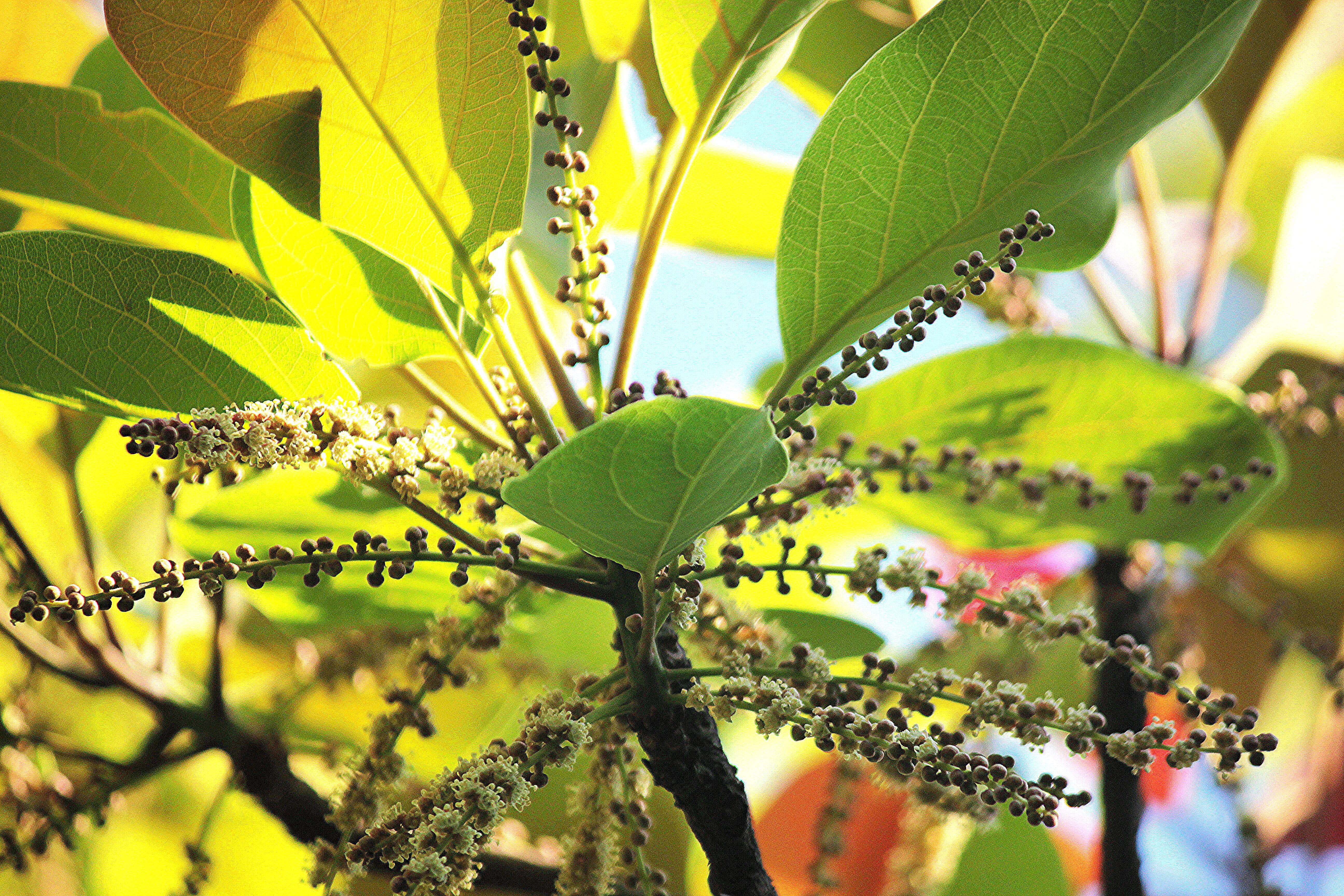 Image de Terminalia bellirica (Gaertn.) Roxb.