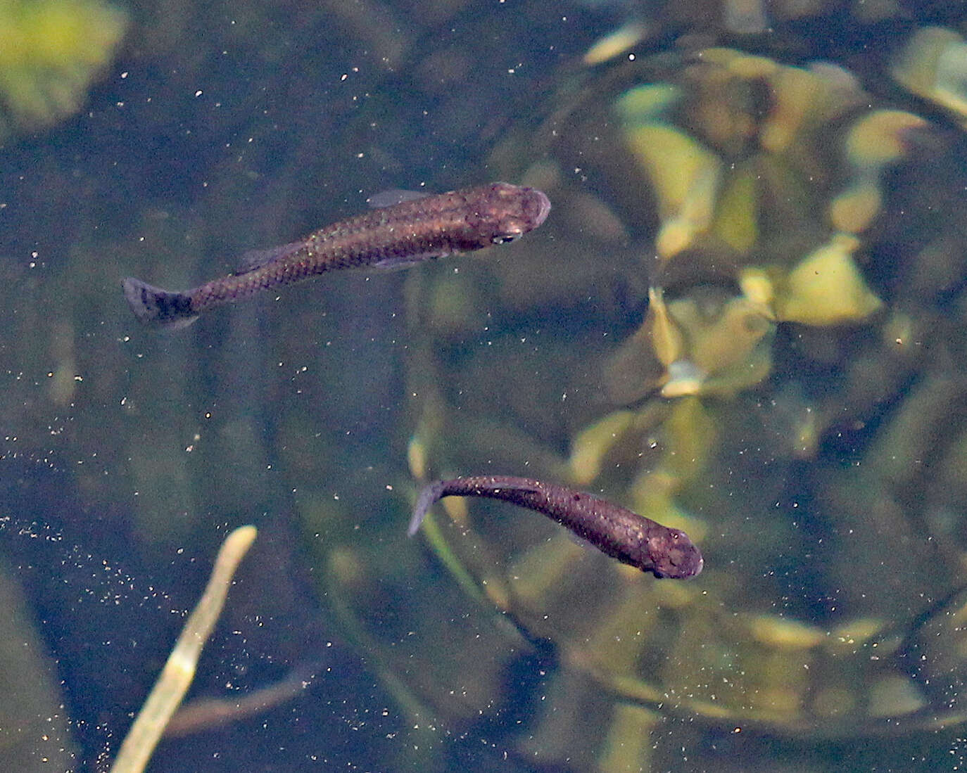 Image of Eastern Mosquitofish