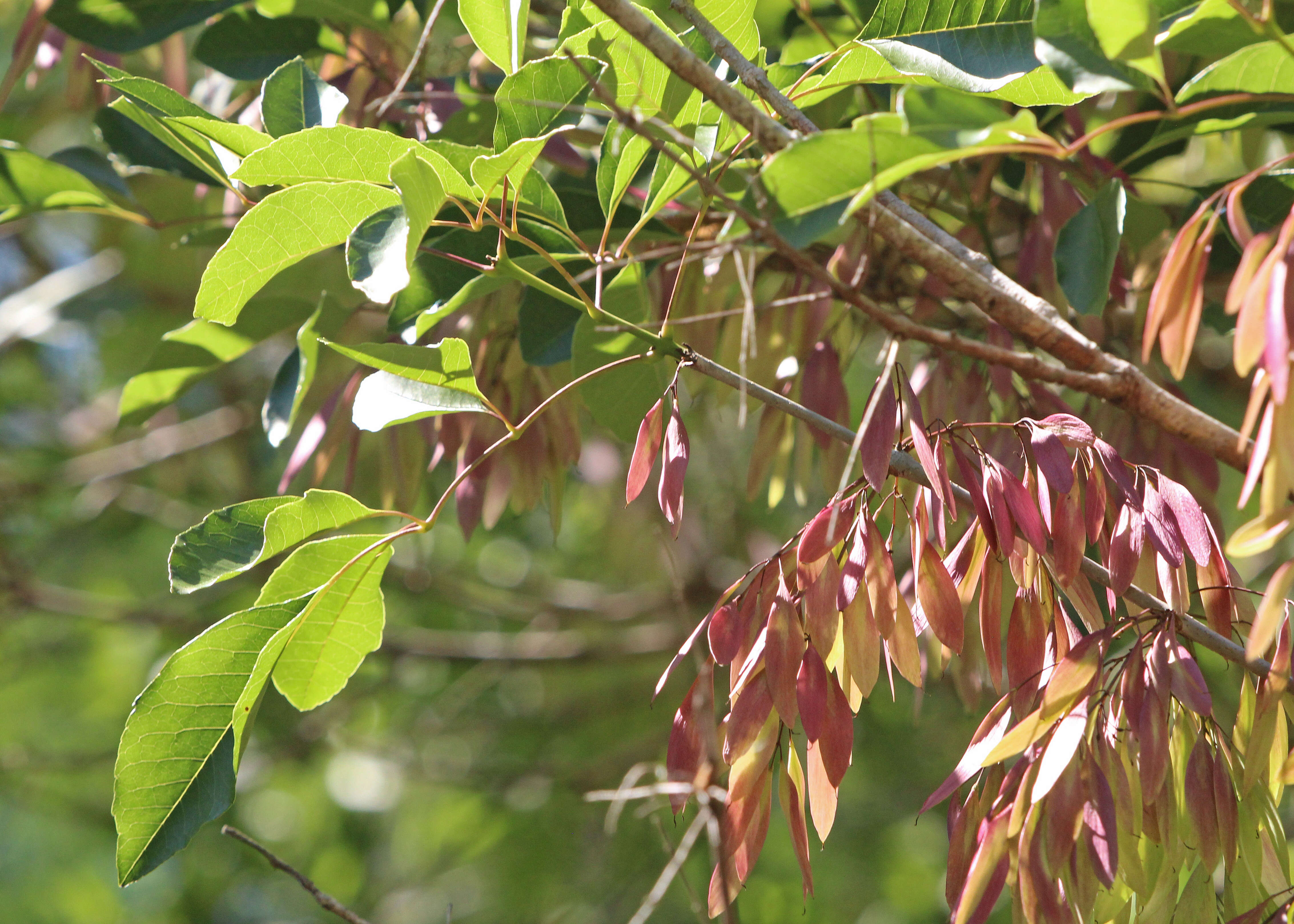 Image of Carolina ash