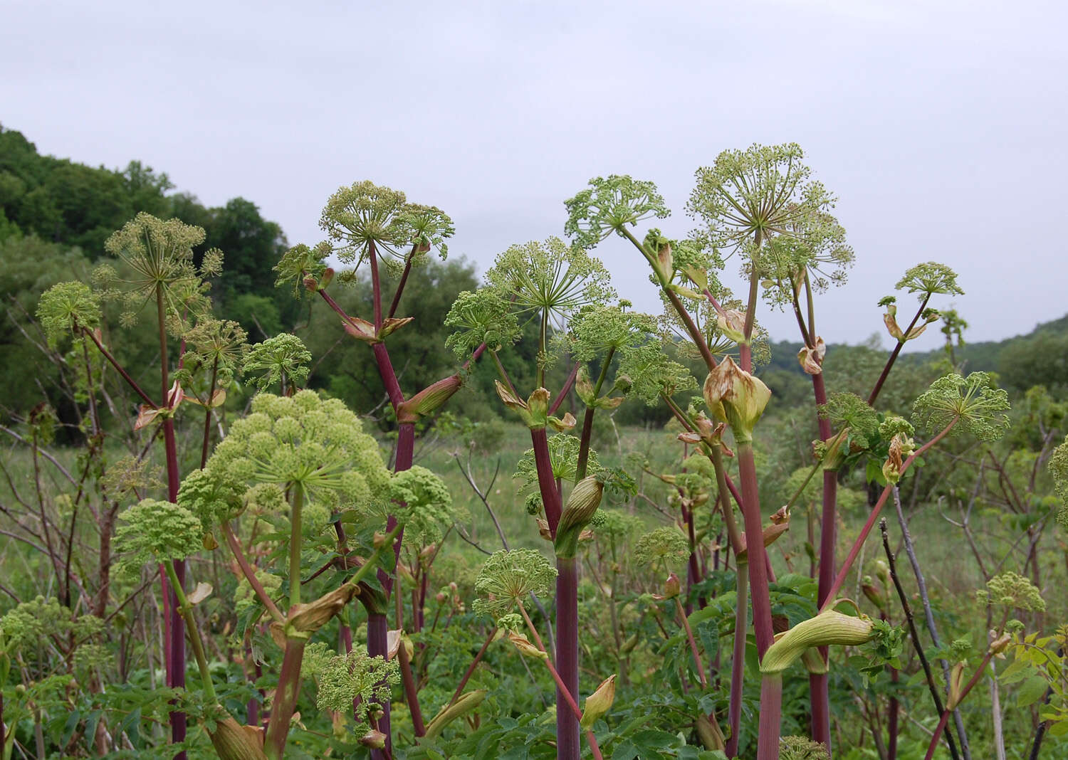 Imagem de Angelica atropurpurea L.