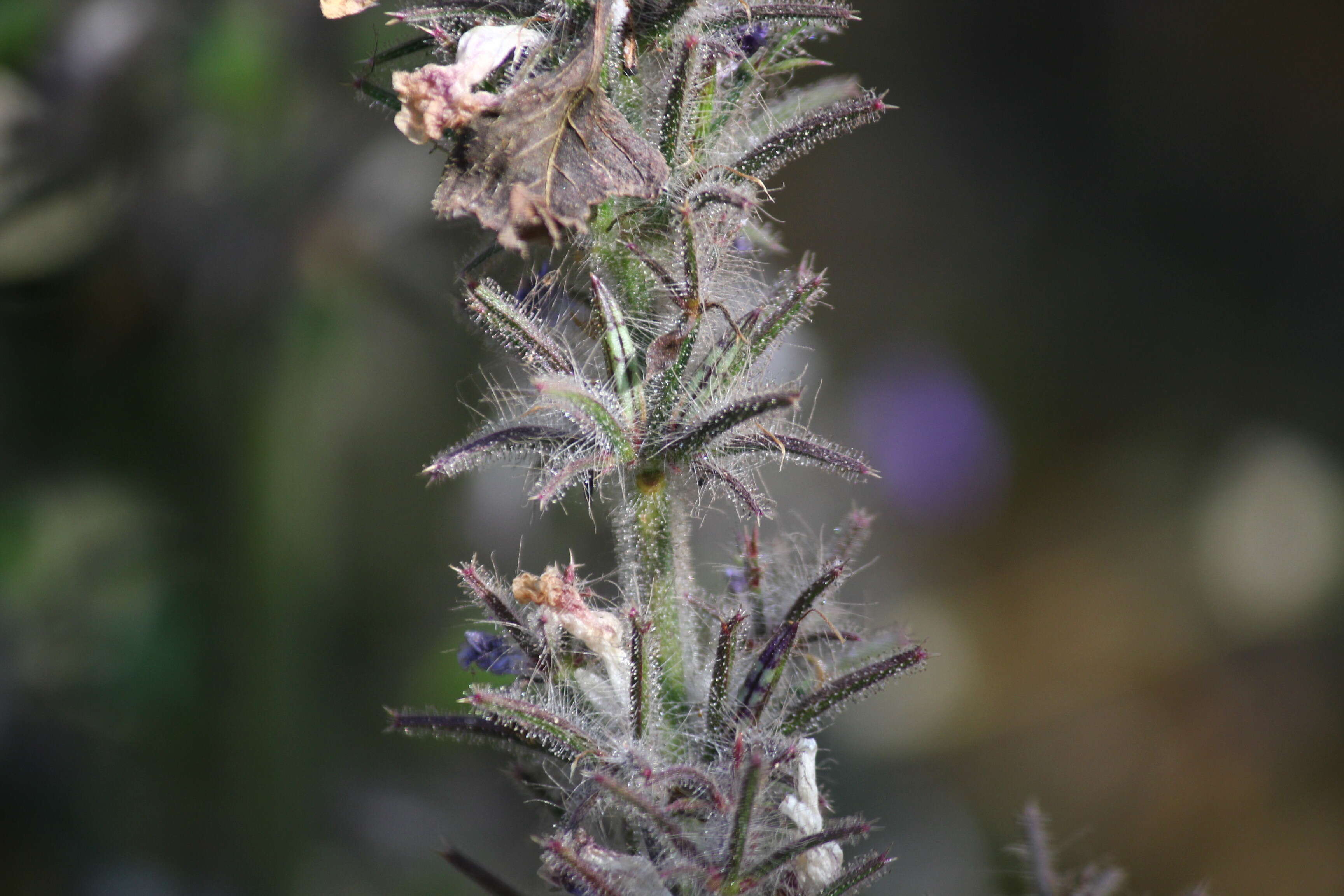 Image of Haplanthodes verticillatus (Roxb.) R. B. Majumdar