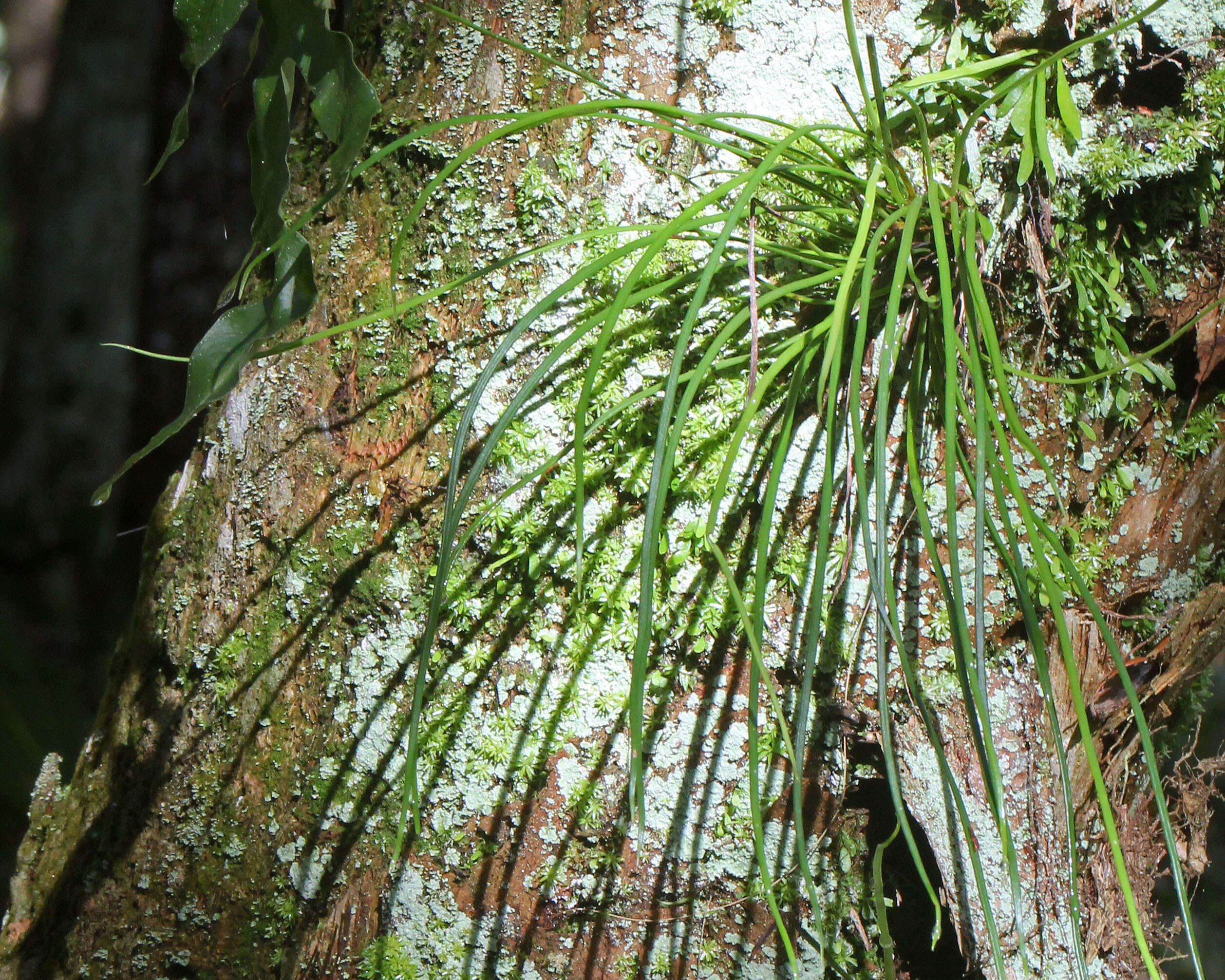 Image of shoestring fern