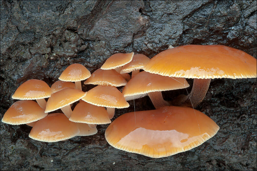 Plancia ëd Flammulina velutipes (Curtis) Singer 1951