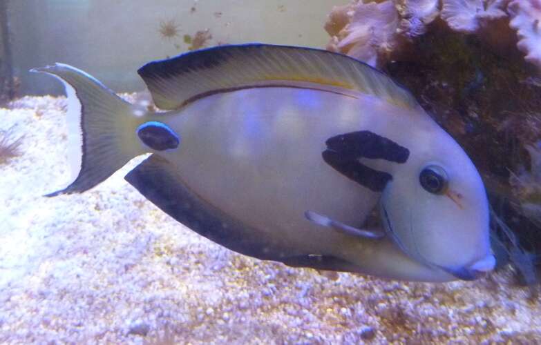 Image of Doubleband Surgeonfish