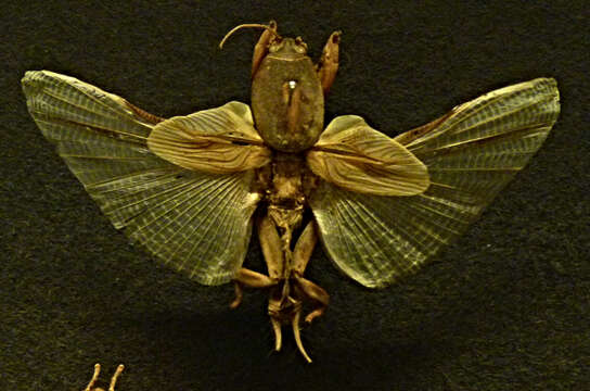 Image of European Mole Cricket