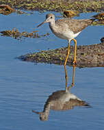 Image of Greater Yellowlegs