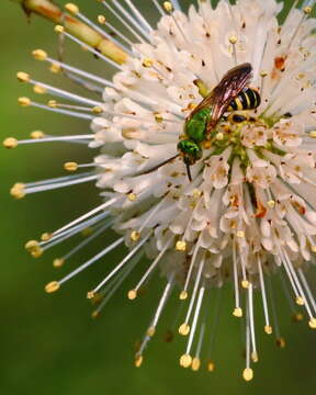 Image of common buttonbush