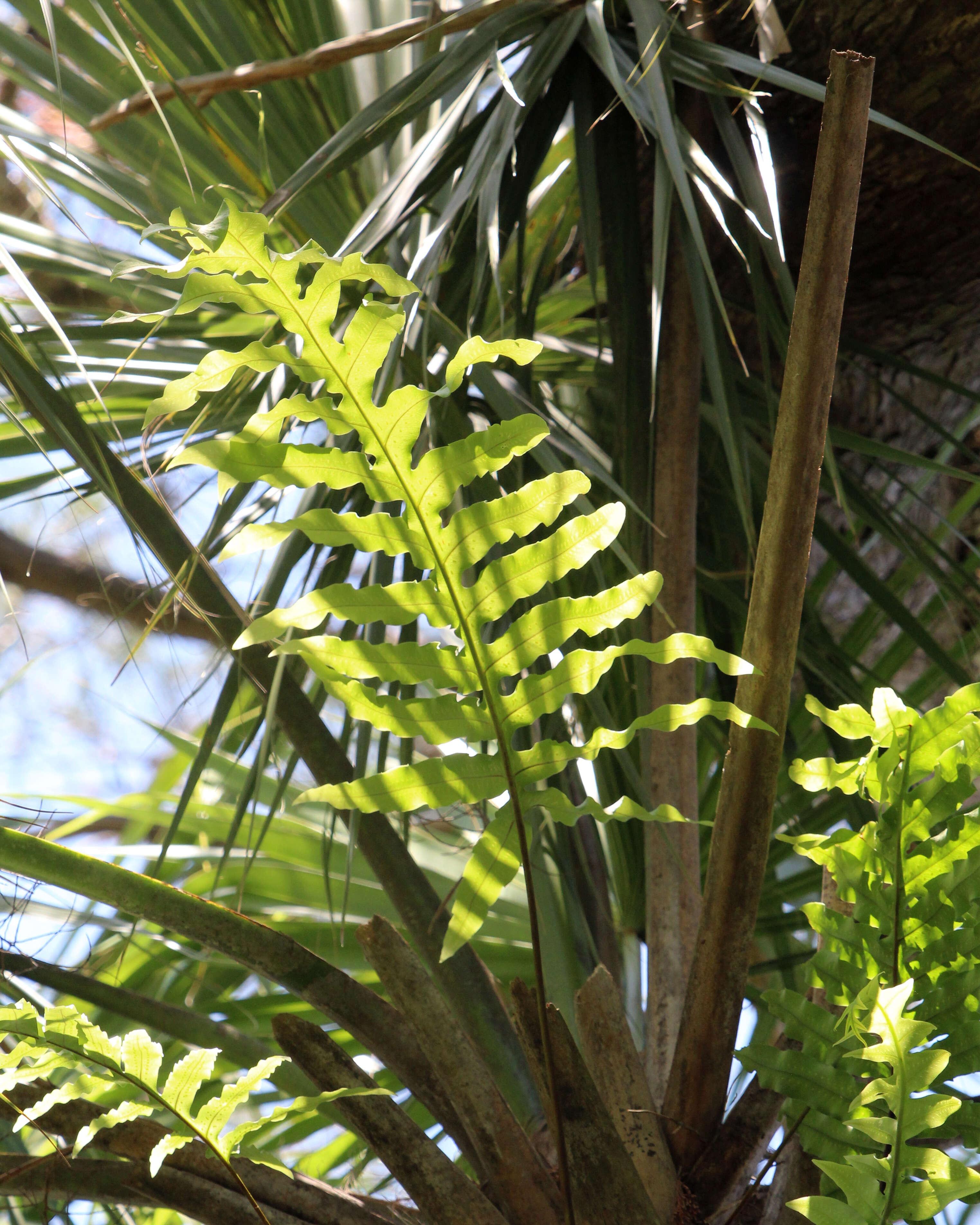 Image of golden polypody