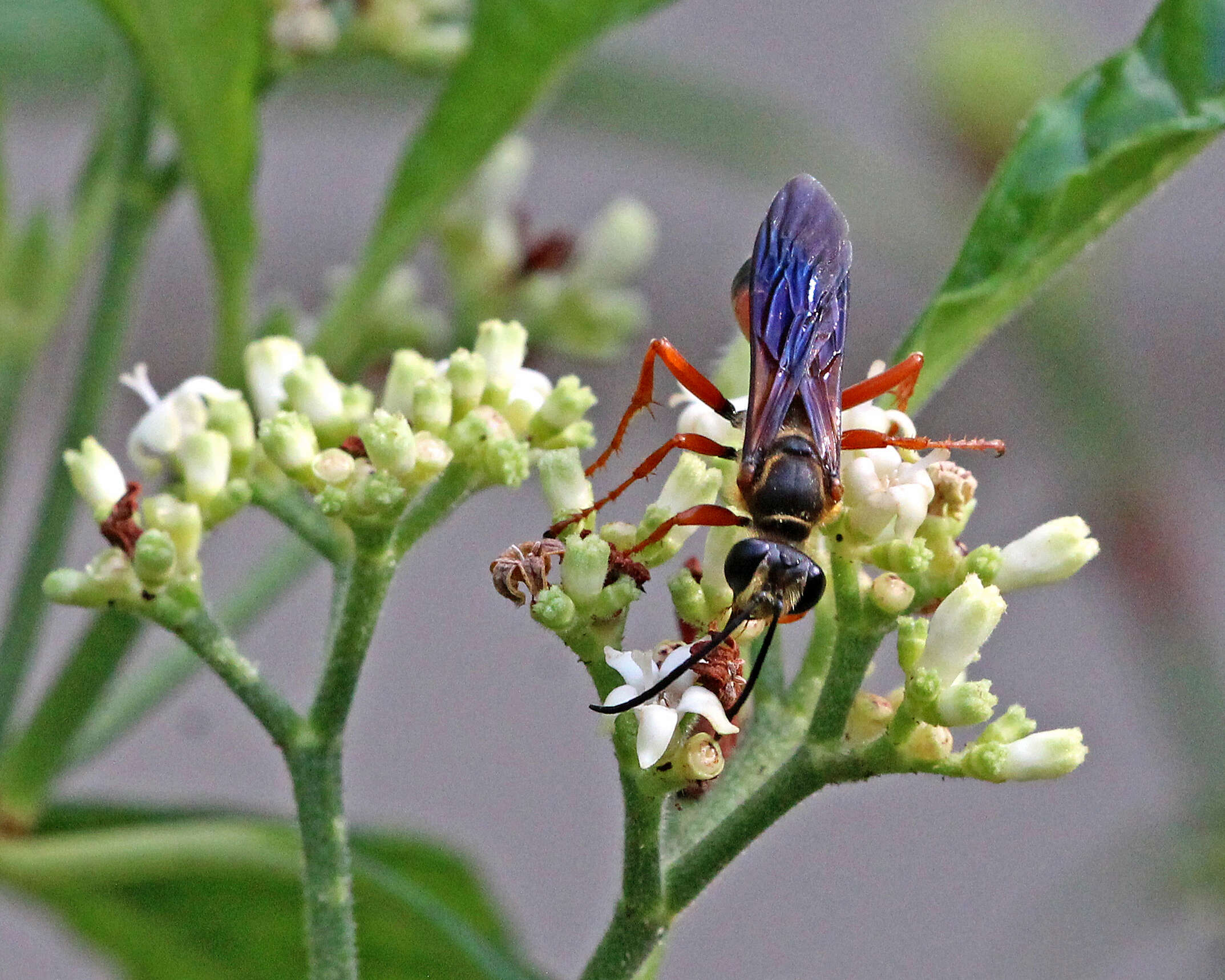 Image of Great Golden Digger Wasp