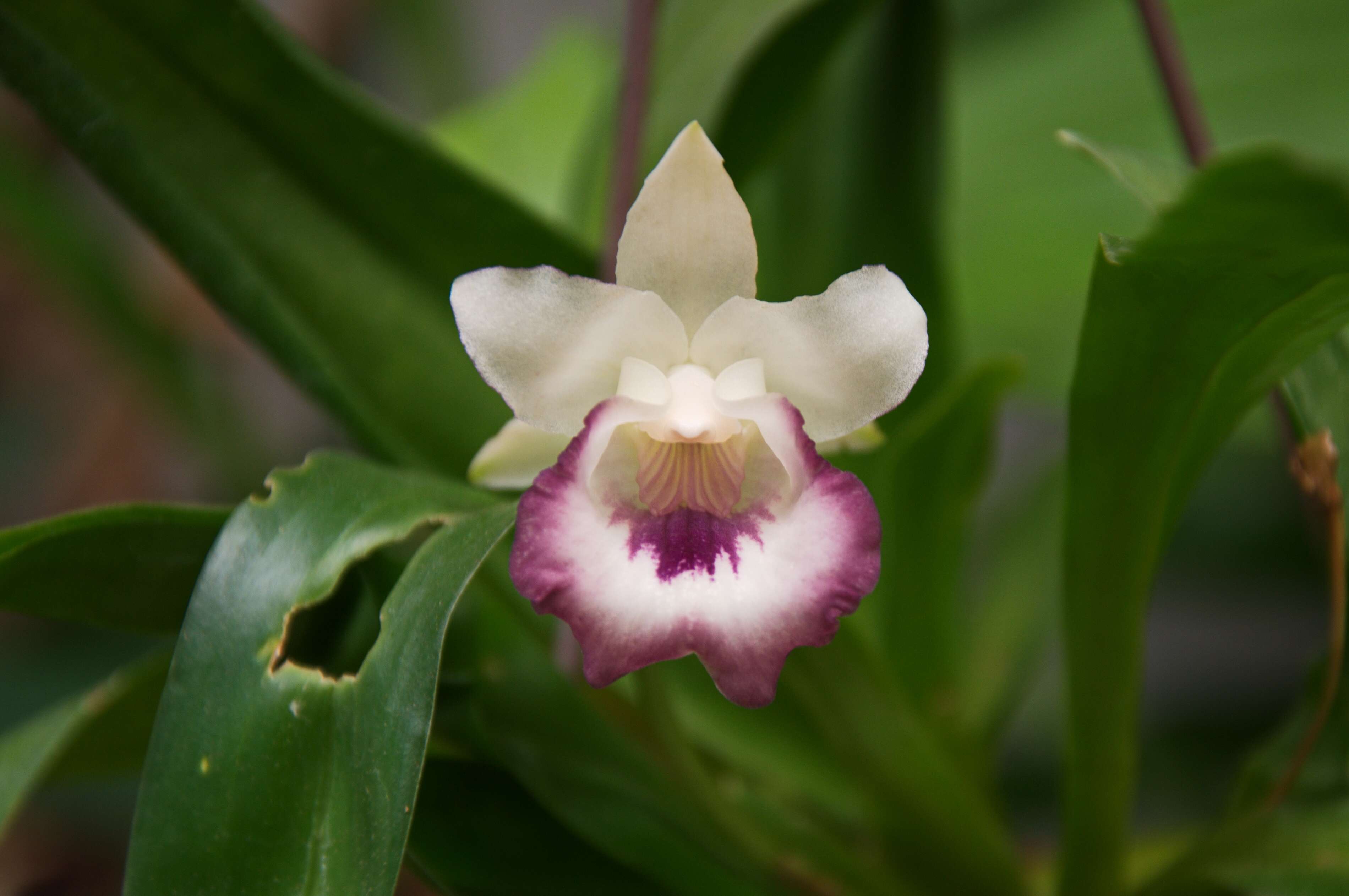 Imagem de Warczewiczella marginata Rchb. fil.