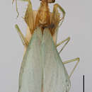 Image of Chloromantis rhombica Giglio-Tos 1915