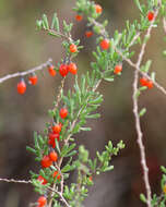 Image of Carolina desert-thorn