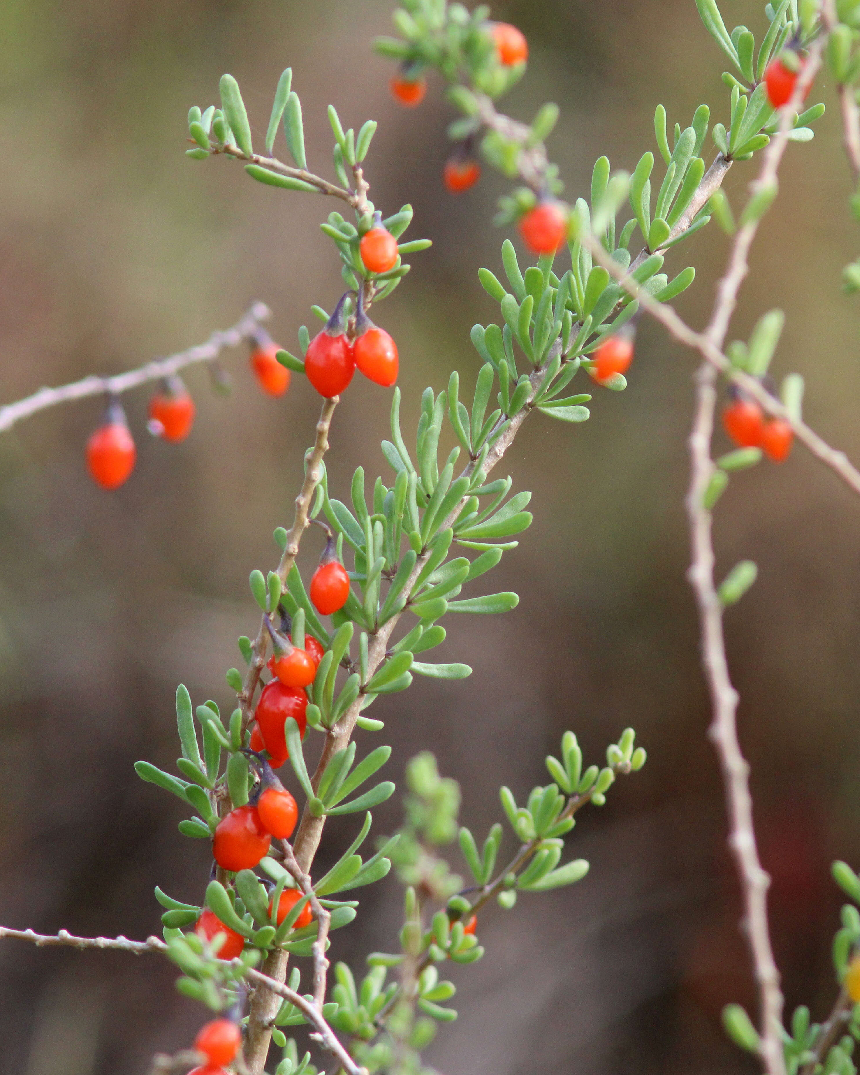 Image of Carolina desert-thorn