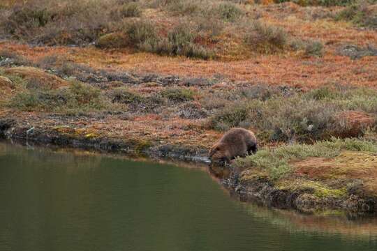 Image of beavers