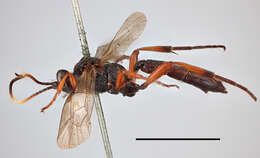 Слика од Ichneumon monospilus Thomson 1896