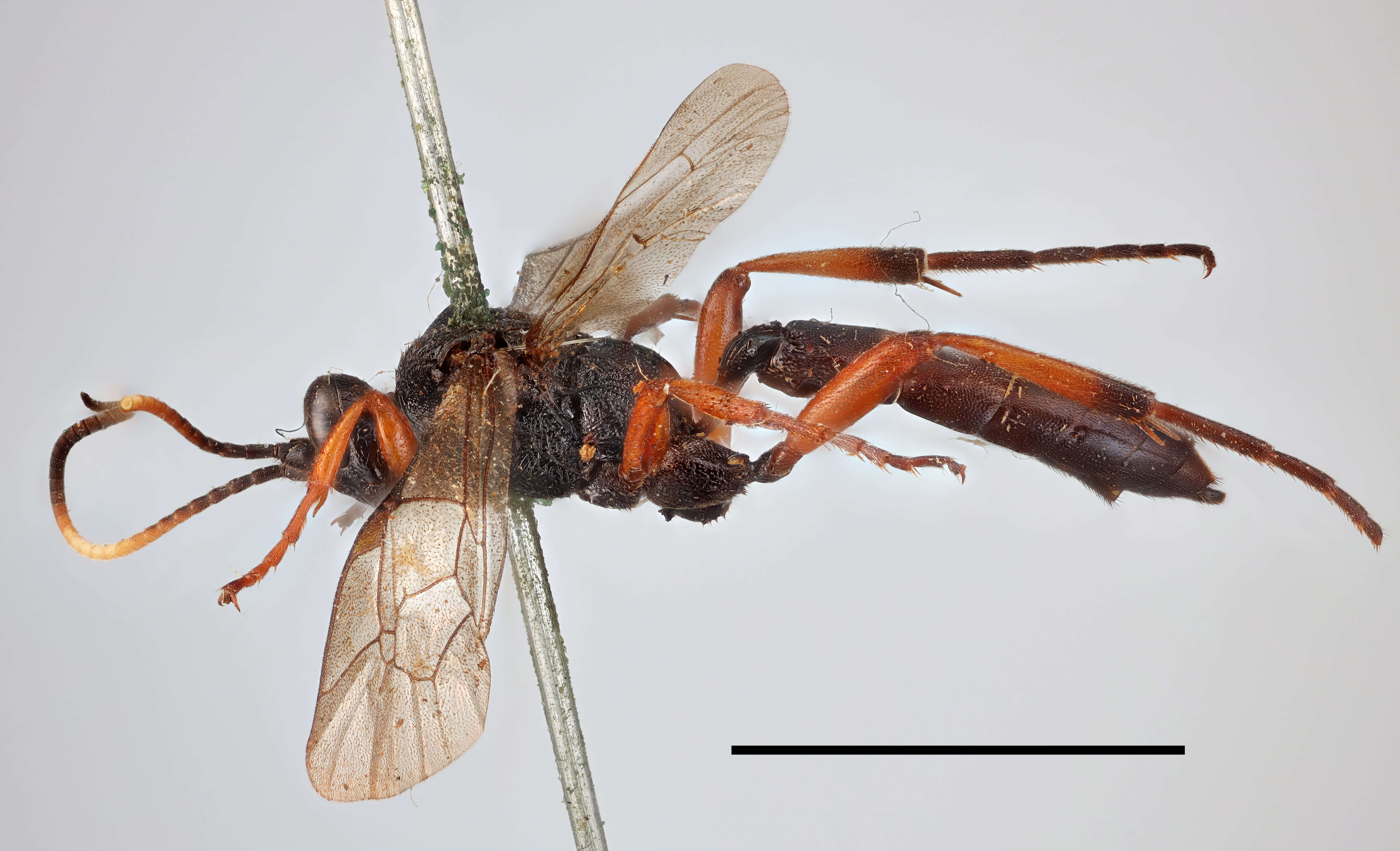 Слика од Ichneumon monospilus Thomson 1896