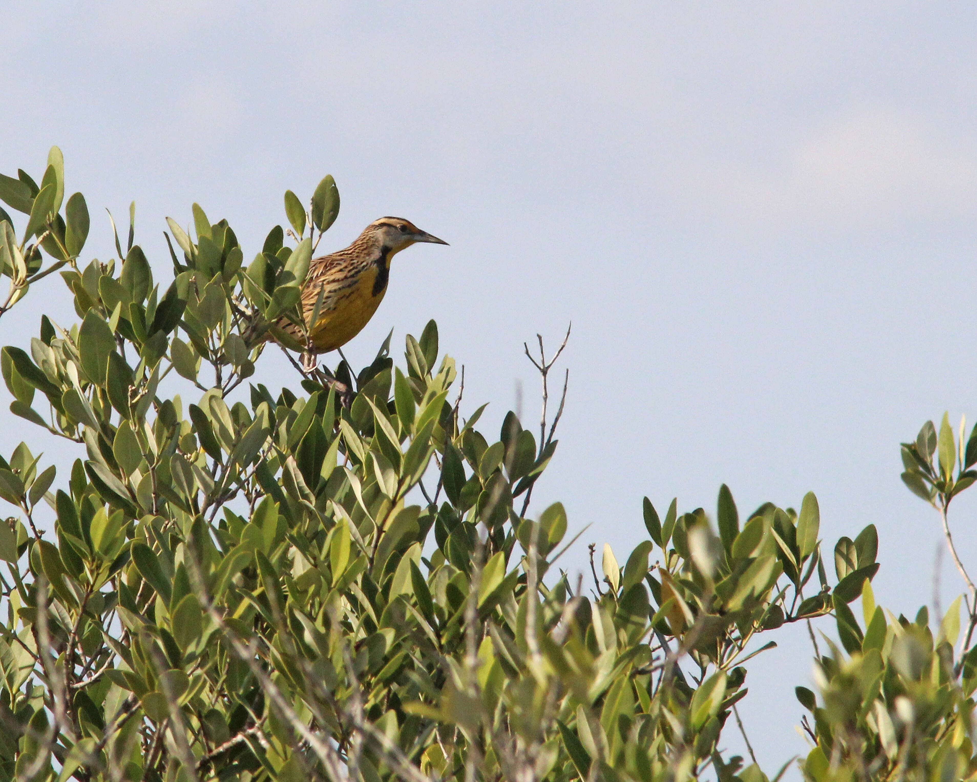 Sturnella magna (Linnaeus 1758) resmi