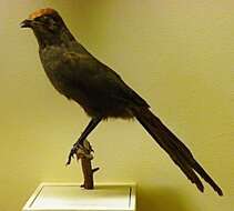 Image of Red-fronted Coua