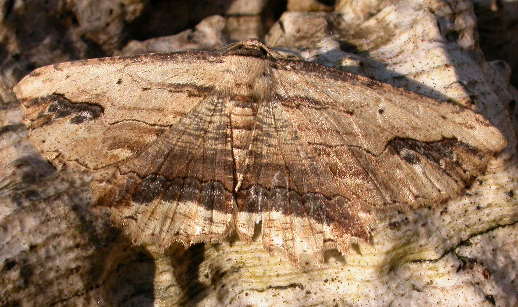 Image of waved umber