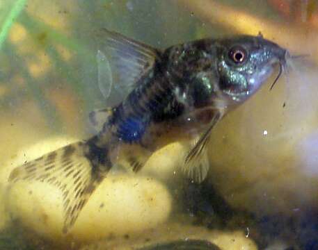 Image of peppered corydoras