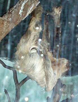 Image of two-toed sloths