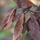 Imagem de Harringtonia lauricola (T. C. Harr., Fraedrich & Aghayeva) Z. W. de Beer & M. Procter