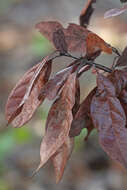 Imagem de Harringtonia lauricola (T. C. Harr., Fraedrich & Aghayeva) Z. W. de Beer & M. Procter