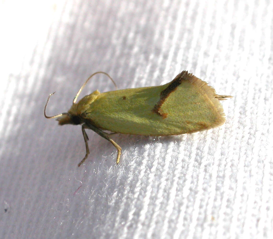 Image of Agapeta hamana Linnaeus 1758