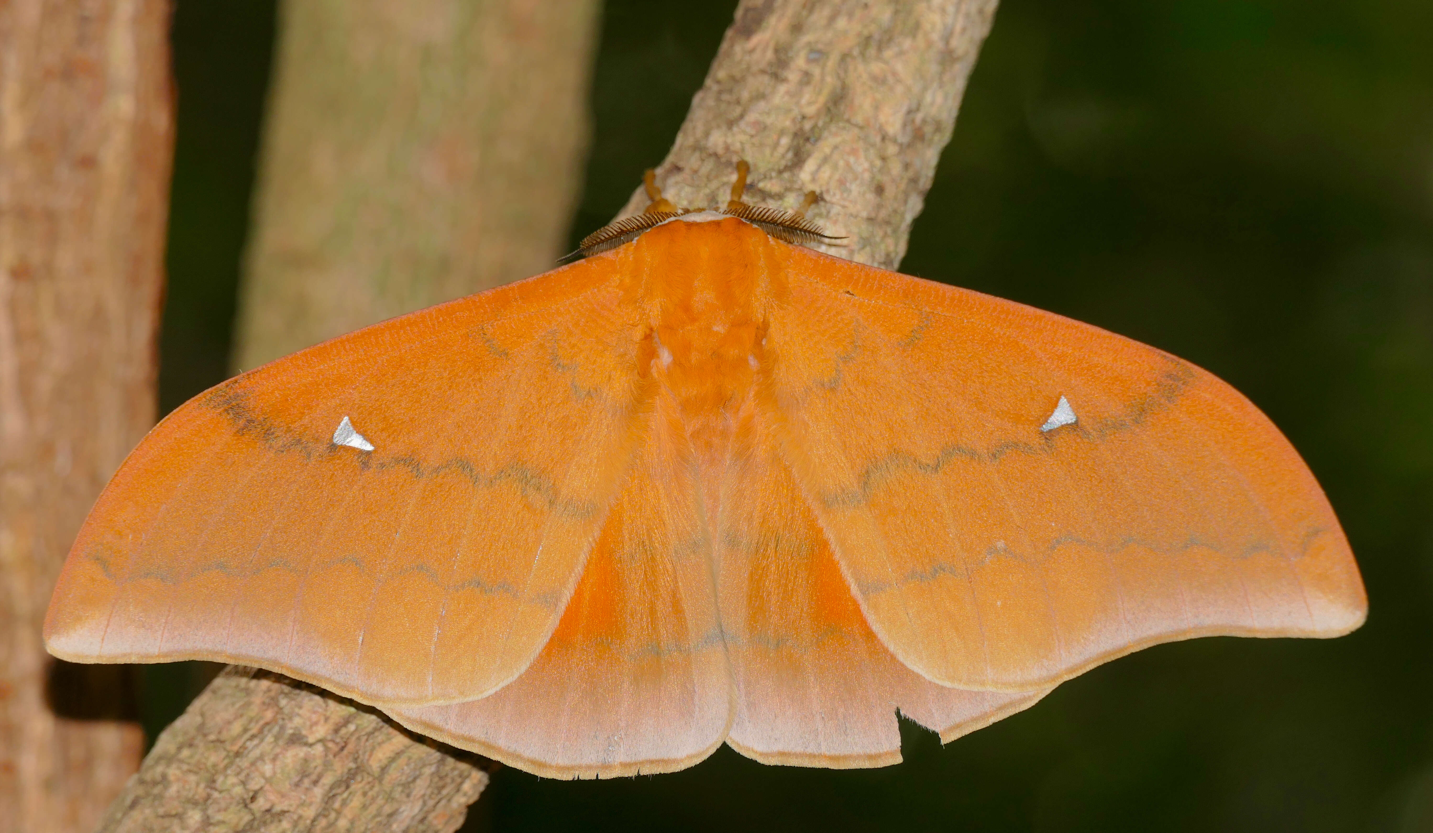 Image of Pseudobunaea natalensis (Aurivillius 1893)