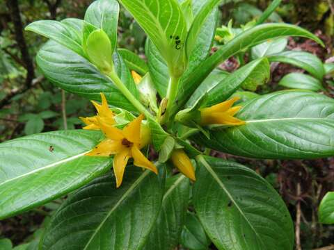 Image of Few-Flower Labordia