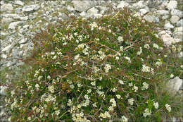 Image of Common Hawthorn