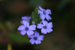 Image de Eranthemum roseum (Vahl) R. Br.