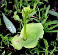 Image of Habenaria grandifloriformis Blatt. & McCann