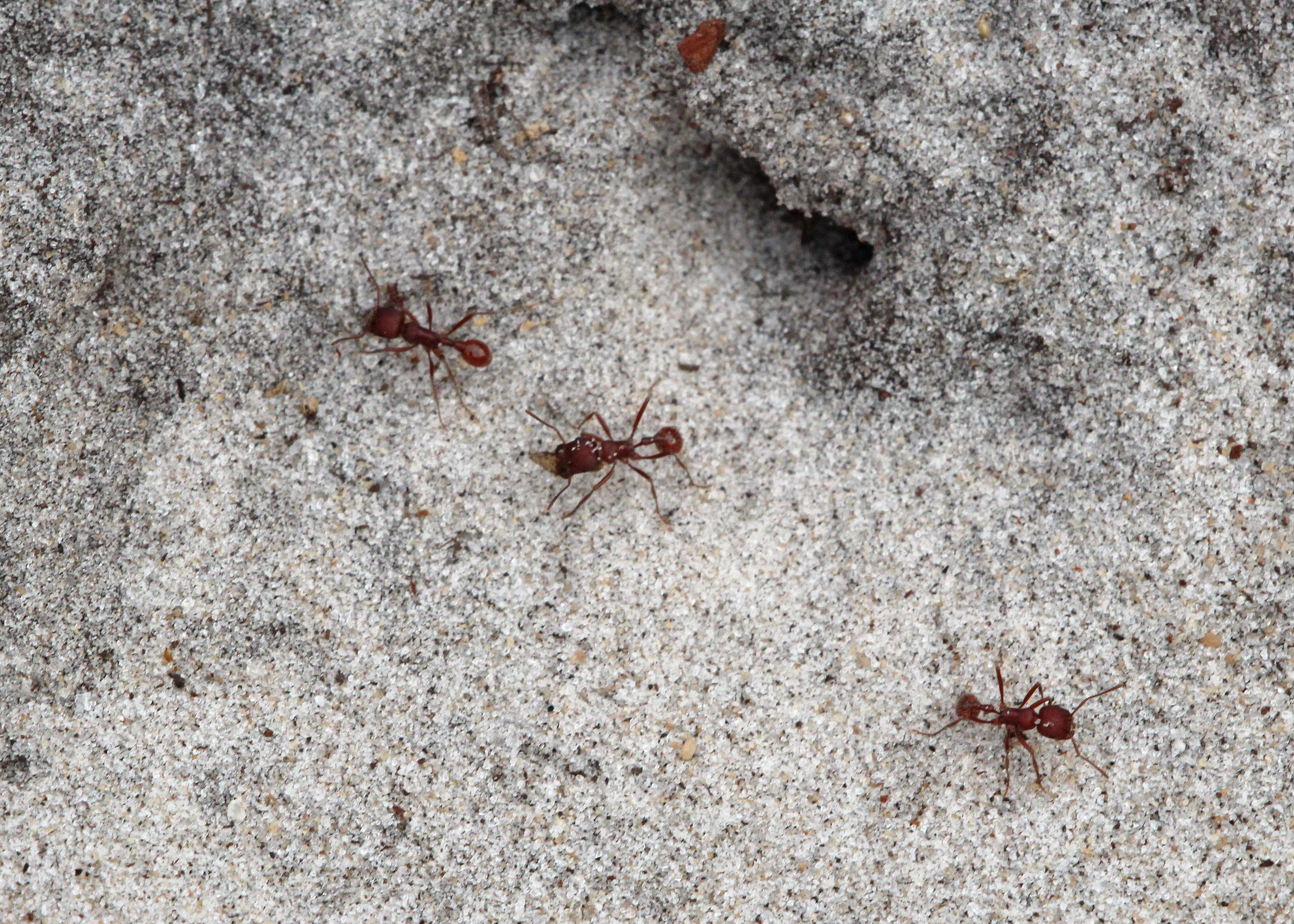 Image of Florida Harvester Ant