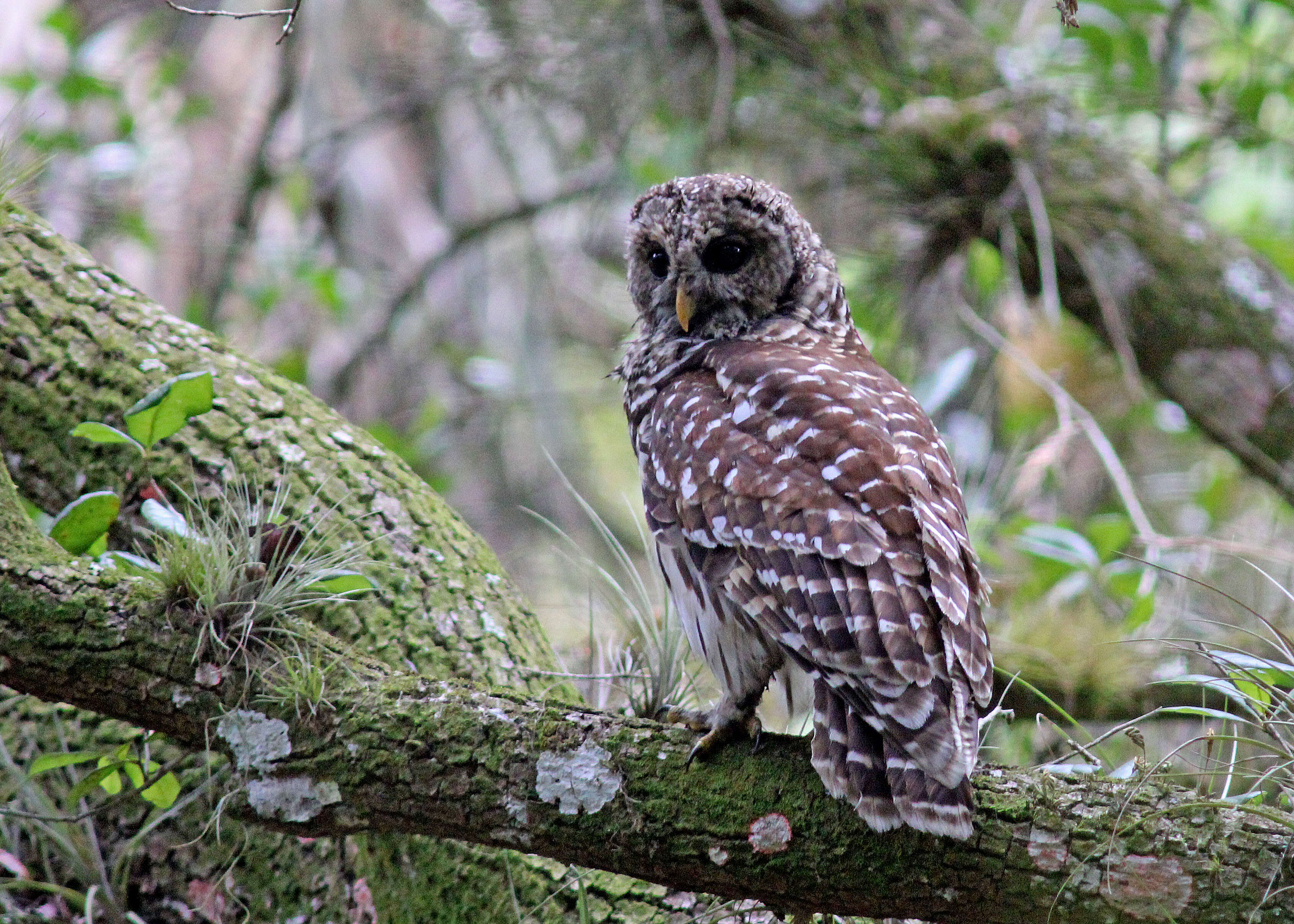 Image of Barred Owl