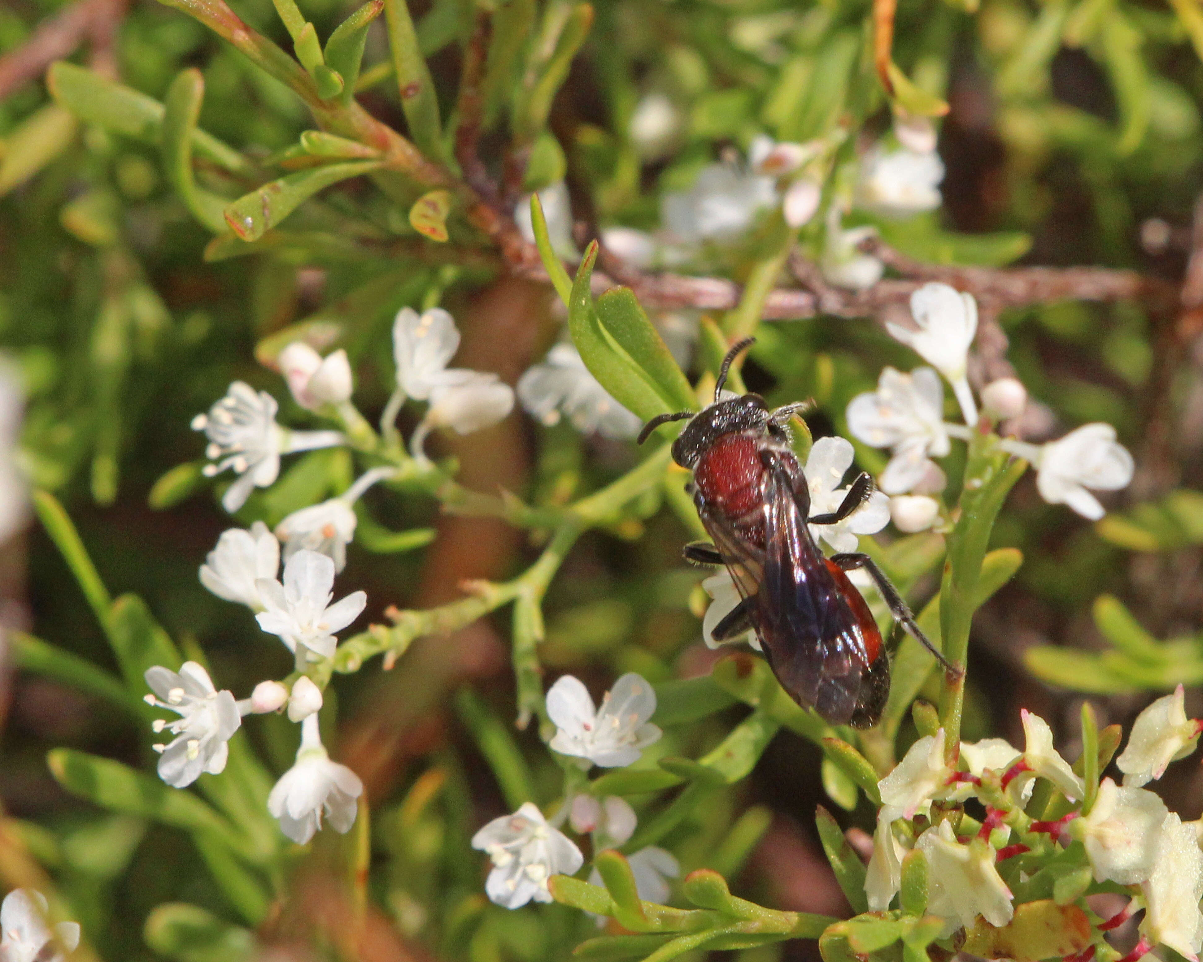 Sphecodes heraclei Robertson 1897的圖片