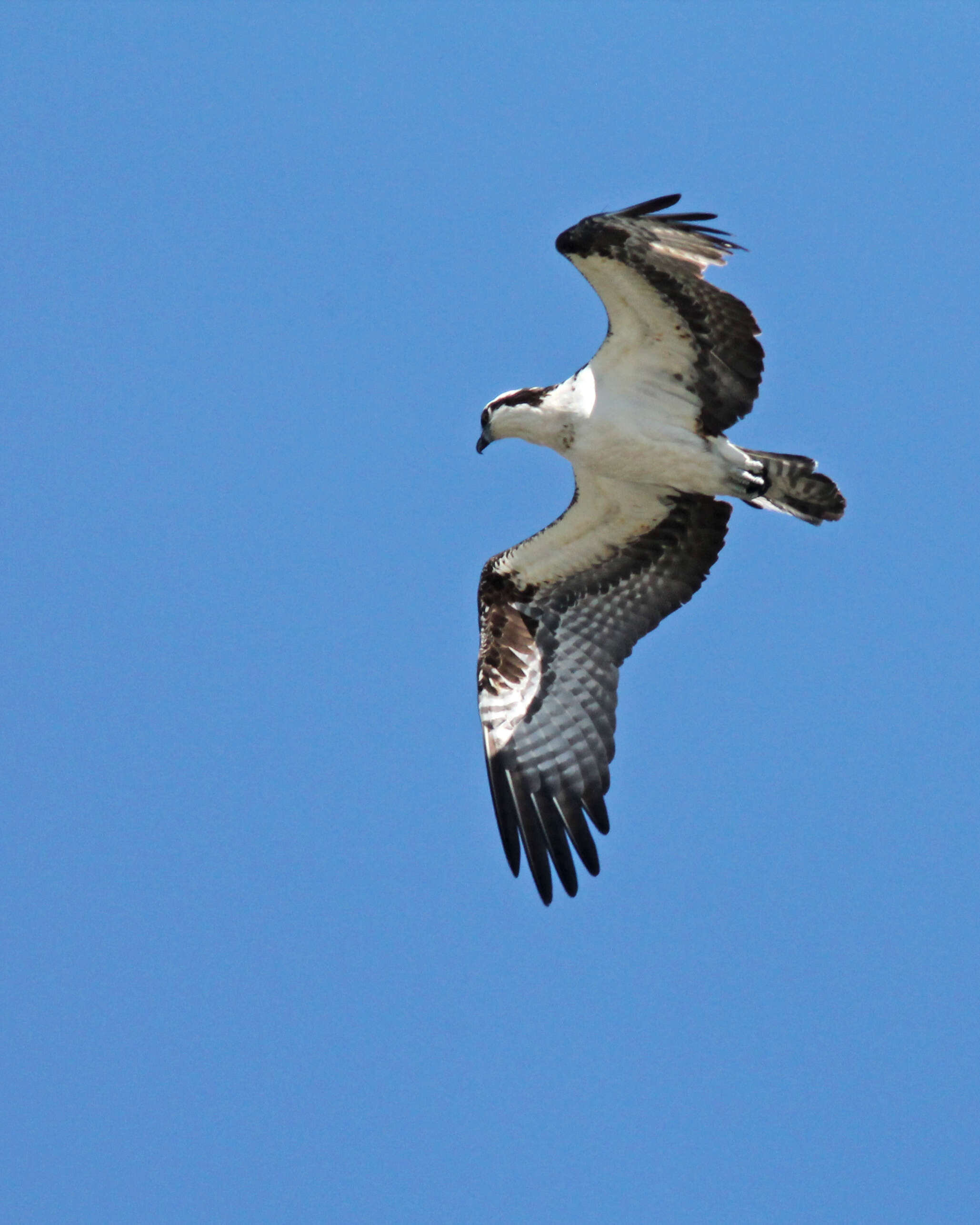 Image of ospreys