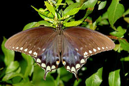 Papilio troilus Linnaeus 1758 resmi