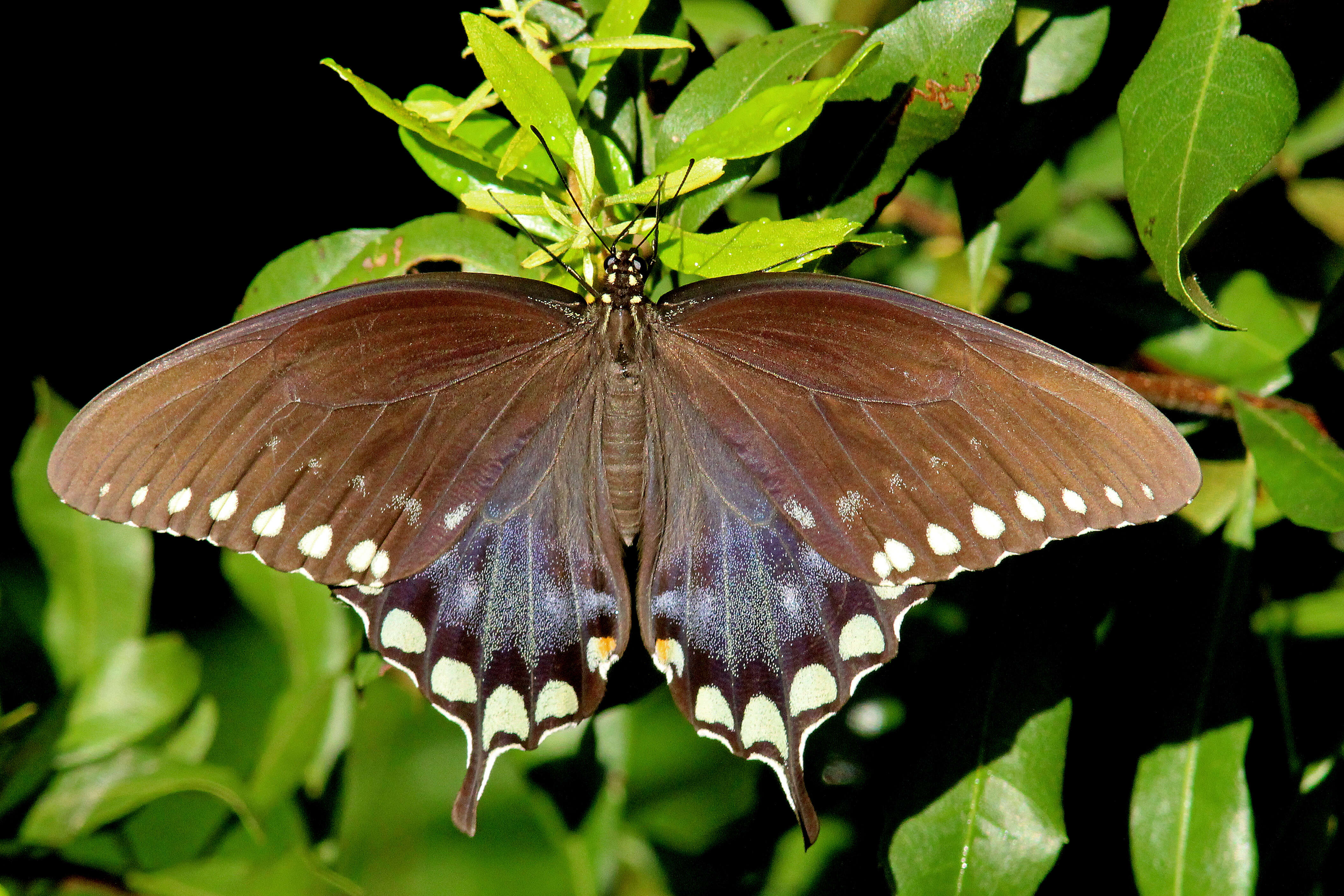 Papilio troilus Linnaeus 1758 resmi