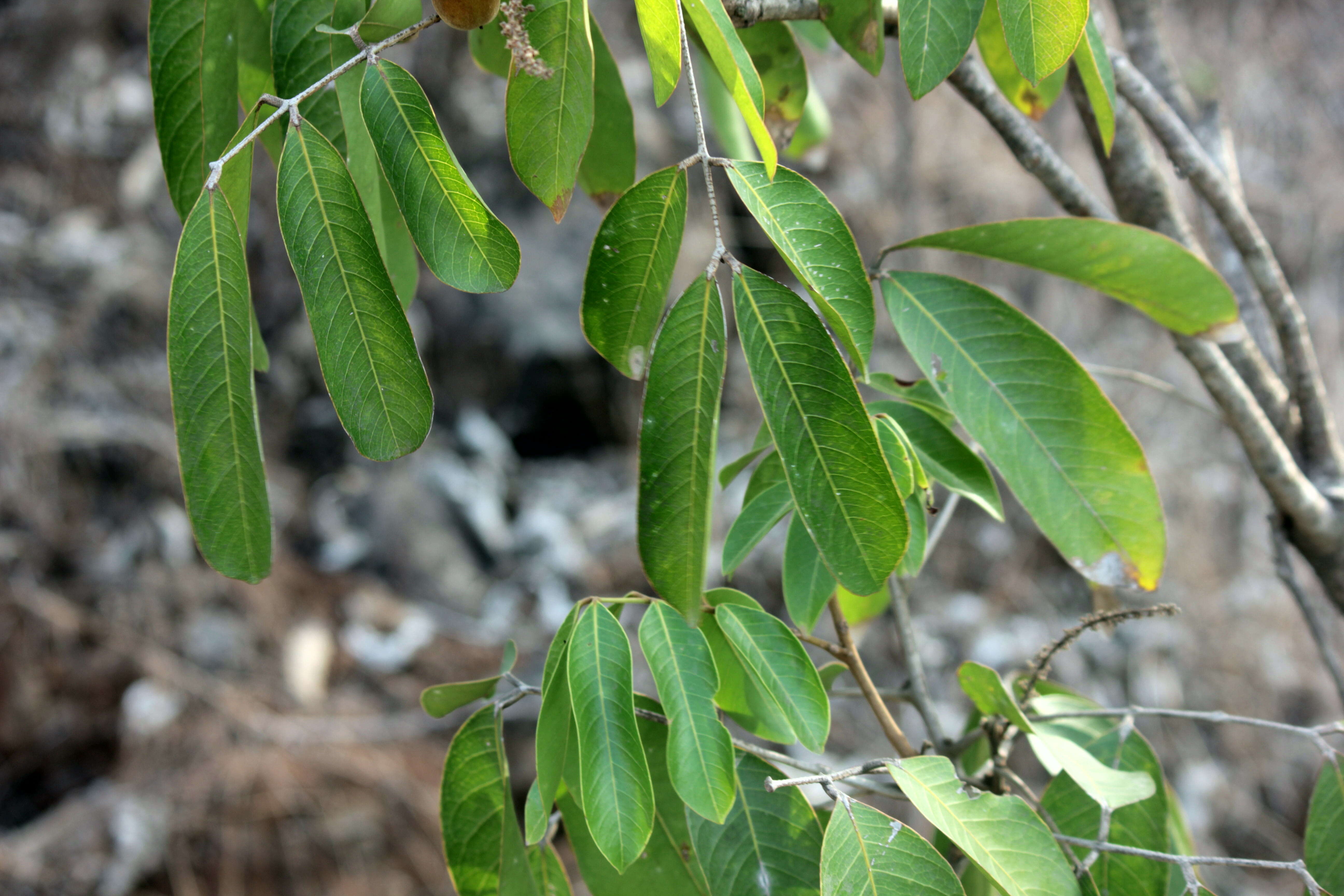 Image of Lepisanthes tetraphylla (Vahl) Radlk.